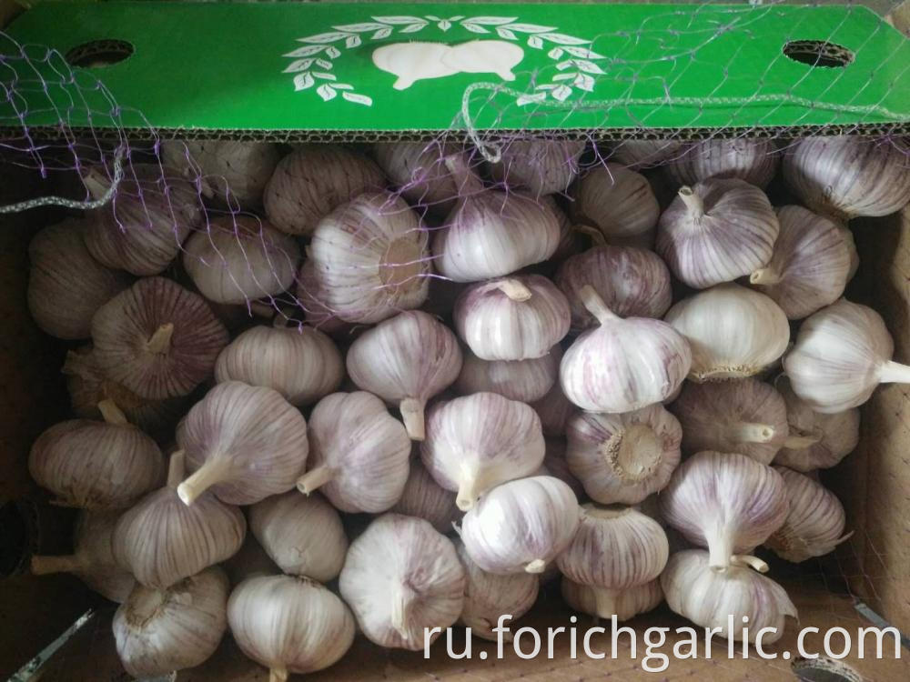 Normal White Garlic